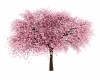 Cherry Flowering Tree