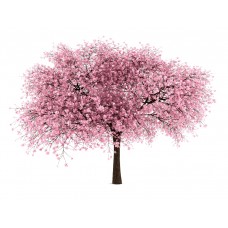 Cherry Flowering Tree