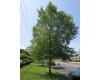 Birch Tree - Multiple Varieties