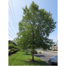 Birch Tree - Multiple Varieties