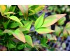 Nandina Shrub