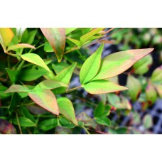 Nandina Shrub