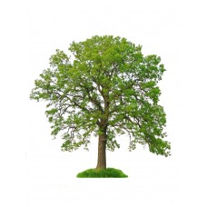 Oak Tree - Multiple Varieties/Sizes