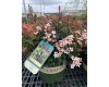 Snowcap Indian Hawthorne 2 gal