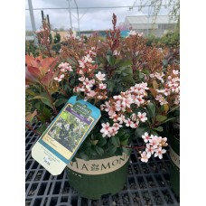 Snowcap Indian Hawthorne 2 gal