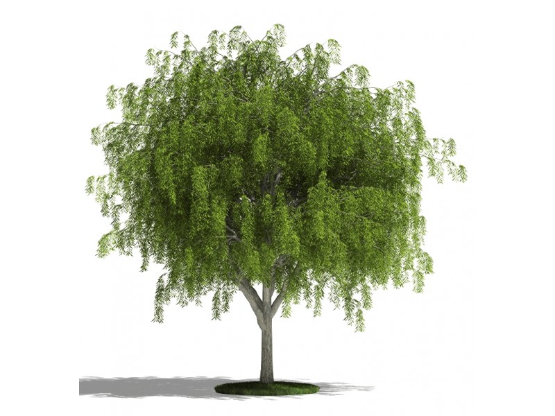 military willow tree