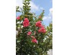 Crape Myrtle - Multiple Sizes/Varieties