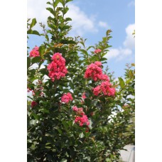 Crape Myrtle - Multiple Sizes/Varieties