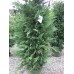 Leyland Cypress Evergreen