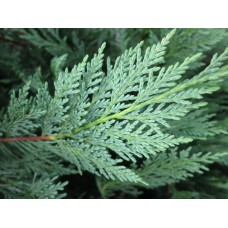 Leyland Cypress Evergreen