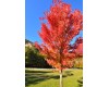 Red Maple Tree - Multiple Varieties/Sizes