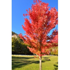 Red Maple Tree - Multiple Varieties/Sizes