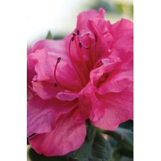 Azalea Autumn Rouge Encore