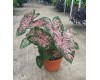 10" Caladium Container 