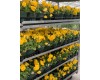 Pansies 4-Pack