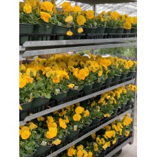 Pansies 4-Pack