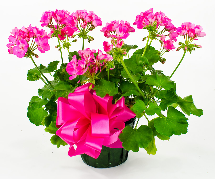 Geranium 6"...