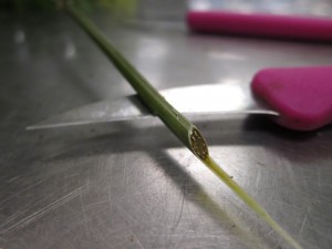 A 45 degree cut on a stem of baker's fern with a very sharp design knife