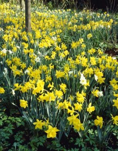 Van Bloem Narcissus mixed small