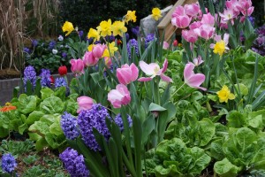 Van Bloem mixed tulips daffodils hyacinths sm