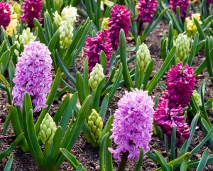 Van Bloem pink hyacinth garden sm