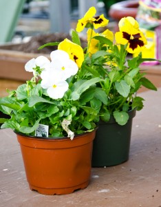 We chose a Richmond Winter Hardy Annual - Pansies