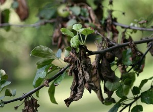 Apple tree with fire blight FREE REUSE PHOTO