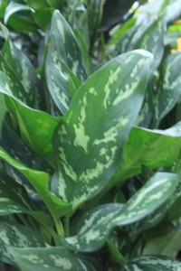 chinese evergreen