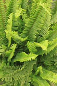 kimberly queen fern