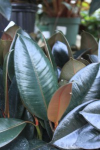 rubber plant