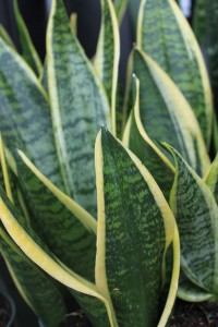 snake plant