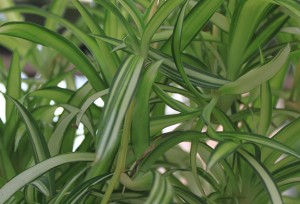 spider plant