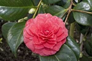 Camellia.japonica free photo
