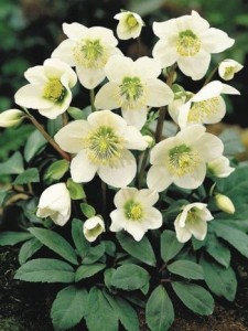 Helleborus Christmas Rose free reuse