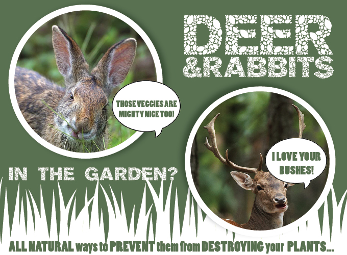 Preventing-Deer-&-Rabbits-blog