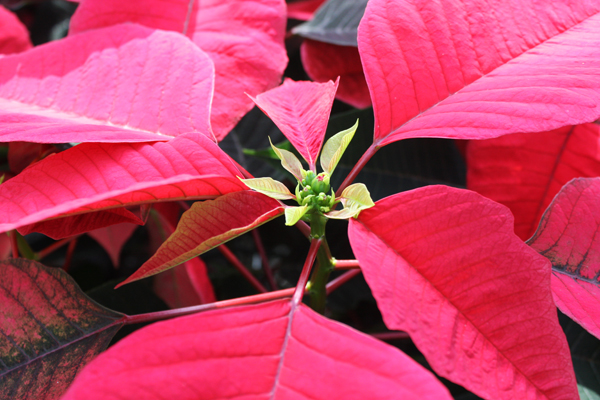 Poinsettia poisonous store
