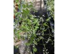 Euphorbia 4" Pot