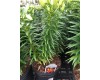 Lilium Asiatic 'Orange Sensation' 1 Gal Pot