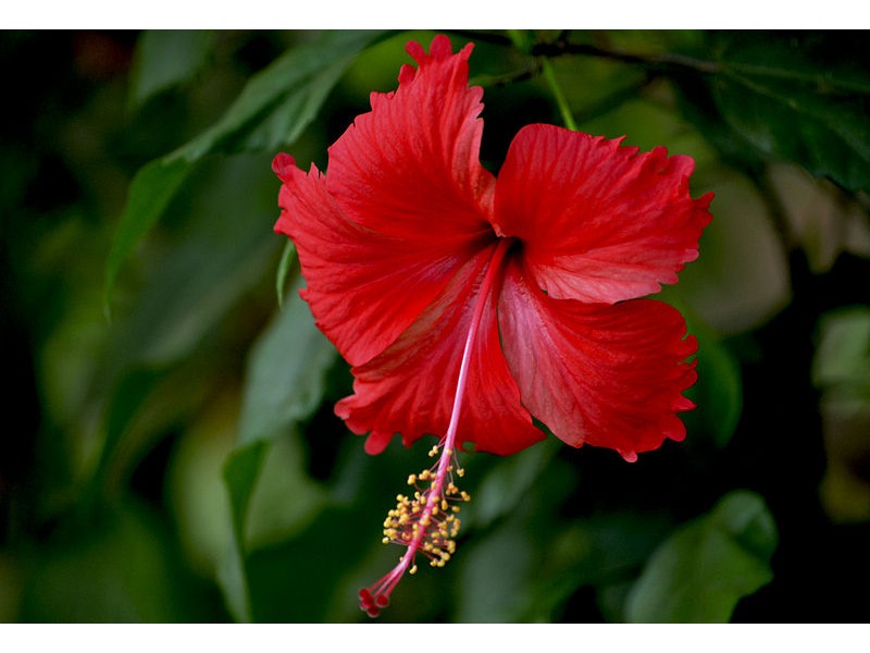 Hibiscus