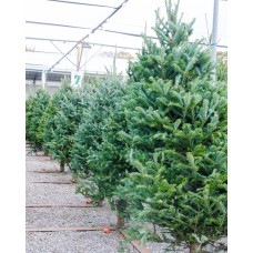 Fresh Cut Christmas Trees Fresh Cut Christmas Trees