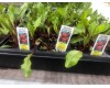 Beets 4-Pack