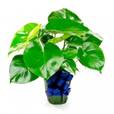 Monstera Philodendron Plant