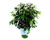 Ficus Bush 6"