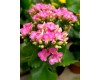 Kalanchoe 4 Inch