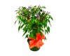 Ornamental Pepper 6" as a Gift