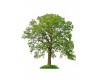 Oak Tree - Multiple Varieties/Sizes