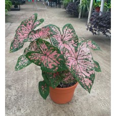 10" Caladium Container 