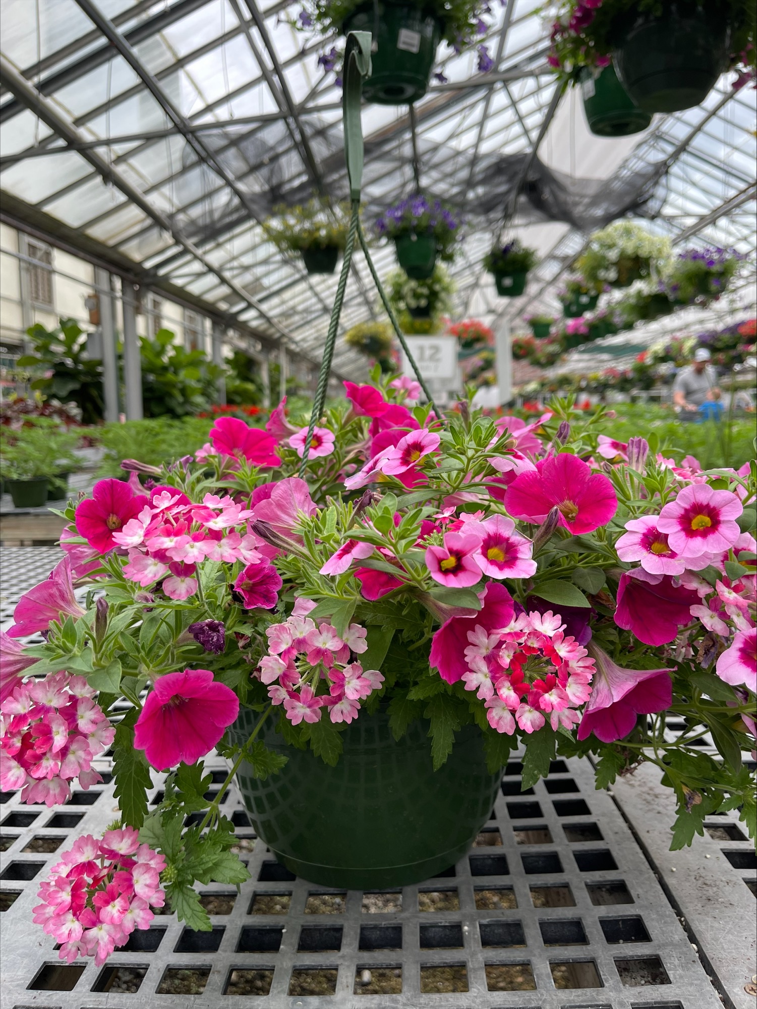 10" Assorted Ann...