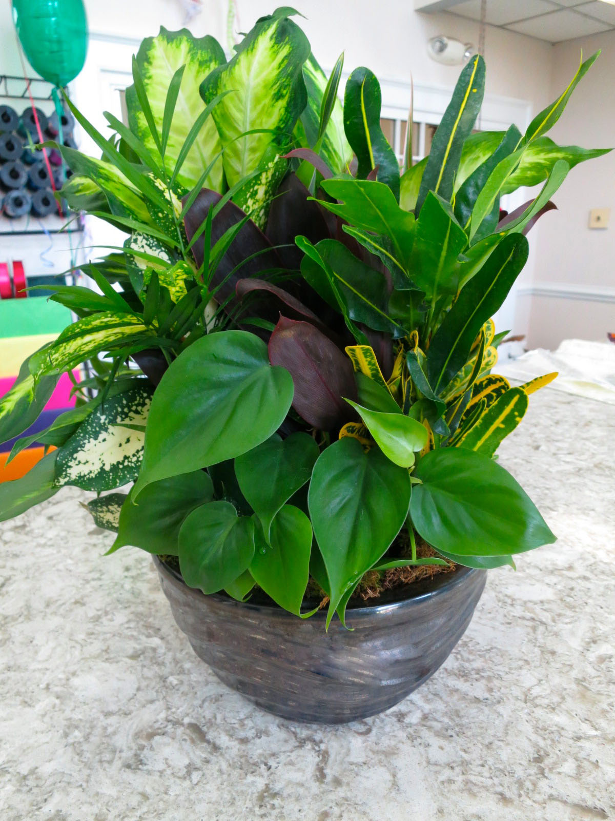 Dish Garden 10" ...
