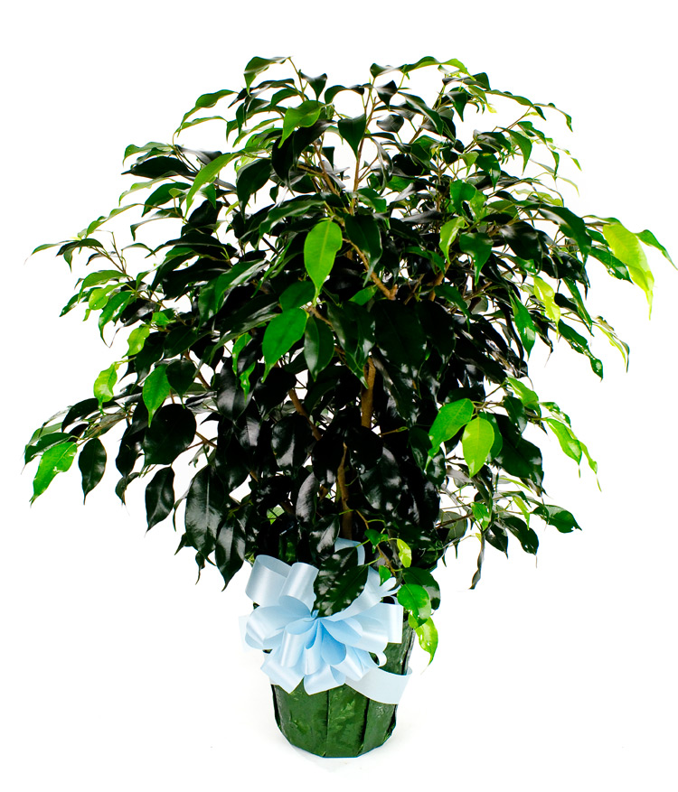 Ficus Bush 6"...